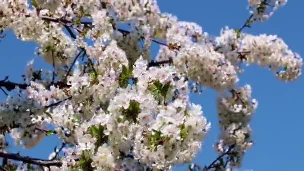 Krásné Bílo Růžové Květy Větvích Ovocného Stromu Jablka — Stock video
