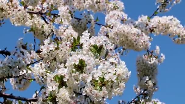 Schöne Weiß Rosa Blüten Auf Ästen Eines Obstbaumapfels — Stockvideo