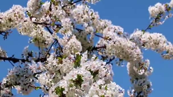 Schöne Weiß Rosa Blüten Auf Ästen Eines Obstbaumapfels — Stockvideo