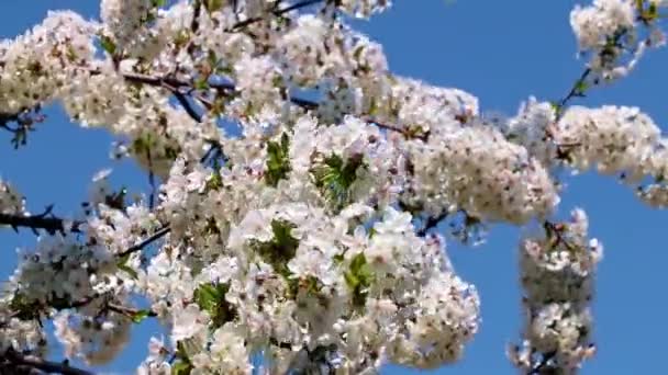 Schöne Weiß Rosa Blüten Auf Ästen Eines Obstbaumapfels — Stockvideo