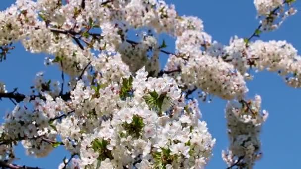 果物の木のリンゴの枝に美しい白ピンクの花 — ストック動画