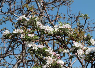 Bahar çiçeklerinde güzel elma ağacı
