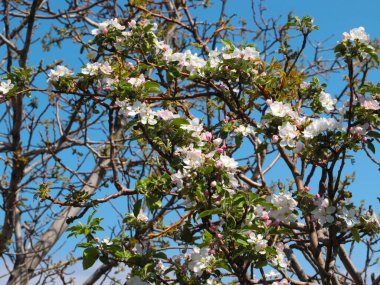 Bahar çiçeklerinde güzel elma ağacı