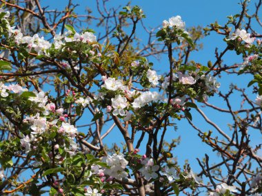 Bahar çiçeklerinde güzel elma ağacı