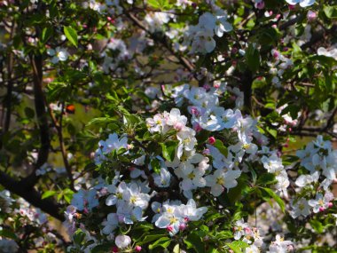 Kiraz dallarında güzel beyaz çiçekler