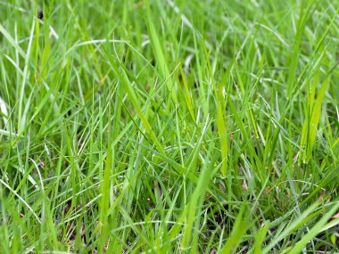 Bahçedeki çimenler çok güzel.