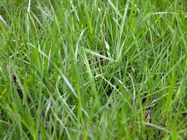 Bahçedeki çimenler çok güzel.