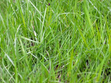 Bahçedeki çimenler çok güzel.