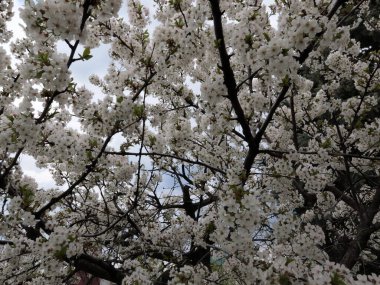 Kiraz dallarında güzel narin bahar çiçekleri