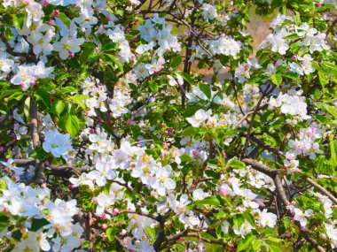 Kiraz dallarında güzel narin bahar çiçekleri
