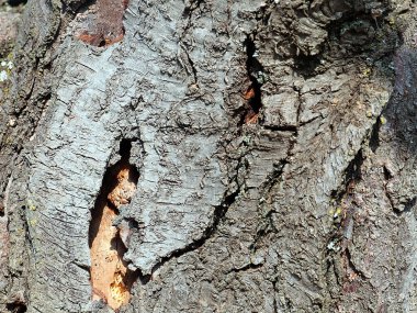 Vahşi doğada odunsu büyüme ve yaşlı ağaç kabuğu yüzeyi