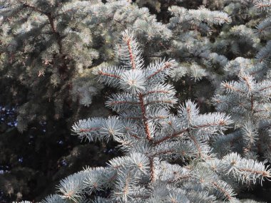 Güzel genç filizler mavi bir orman ladin dallarında.