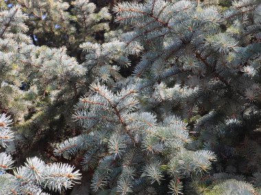Güzel genç filizler mavi bir orman ladin dallarında.