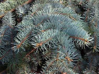 Güzel genç filizler mavi bir orman ladin dallarında.