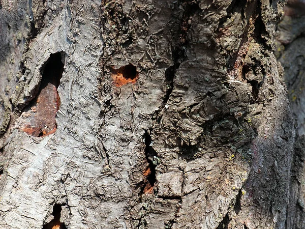 Croissance Ligneuse Vieille Surface Écorce Arbre Dans Nature — Photo