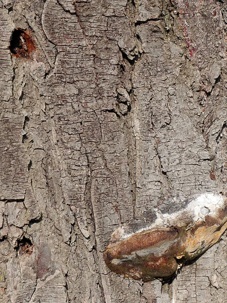 野生の木の成長と古い木の樹皮表面 — ストック写真