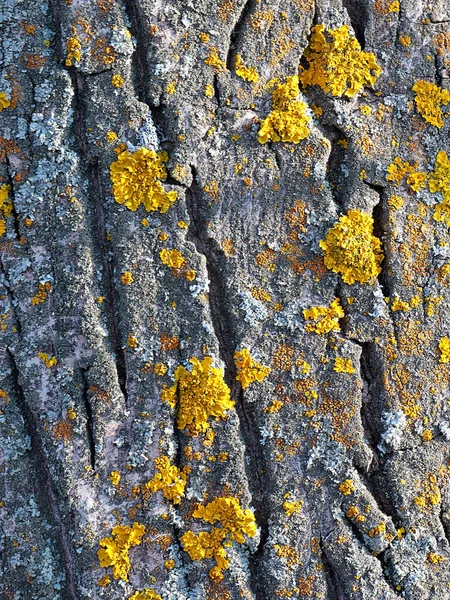 Lichene Muschio Sulla Superficie Della Corteccia Vecchio Albero — Foto Stock