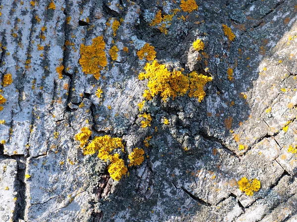 Lichene Muschio Sulla Superficie Della Corteccia Vecchio Albero — Foto Stock