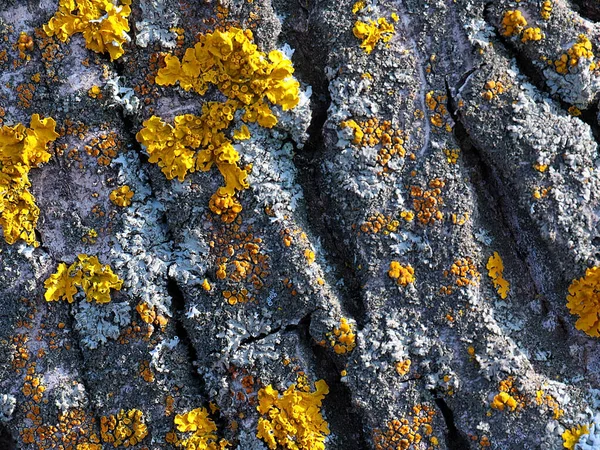 Lišejník Mech Povrchu Kůry Starého Stromu — Stock fotografie