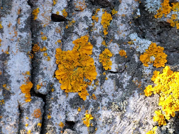 Lichene Muschio Sulla Superficie Della Corteccia Vecchio Albero — Foto Stock