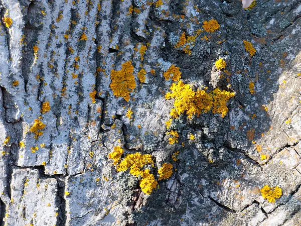 Lichene Muschio Sulla Superficie Della Corteccia Vecchio Albero — Foto Stock