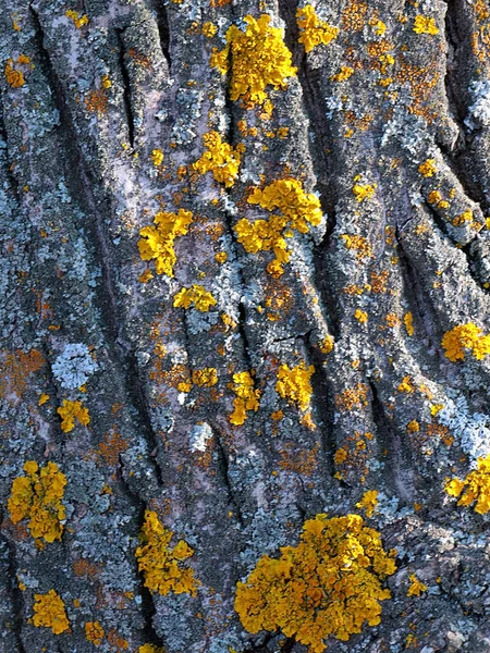 Lichene Muschio Sulla Superficie Della Corteccia Vecchio Albero — Foto Stock