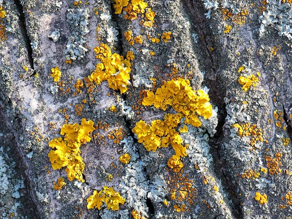 Lichen Moss Surface Bark Old Tree — Stock Photo, Image
