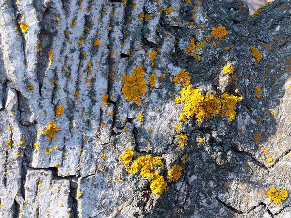 Lichene Muschio Sulla Superficie Della Corteccia Vecchio Albero — Foto Stock