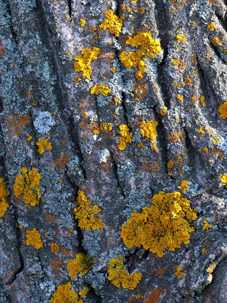 Liquen Musgo Superficie Corteza Árbol Viejo — Foto de Stock