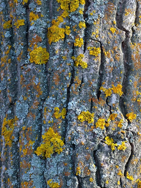 Porostów Mchu Powierzchni Kory Starego Drzewa — Zdjęcie stockowe