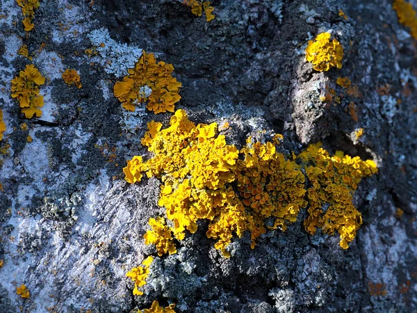 Lišejník Mech Povrchu Kůry Starého Stromu — Stock fotografie