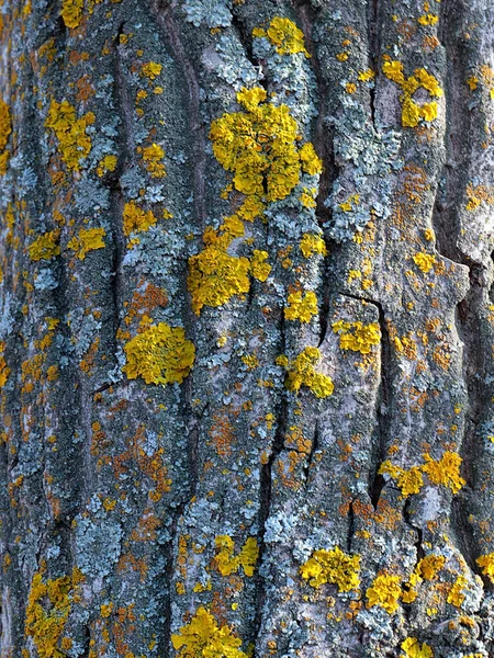 Liquen Musgo Superficie Corteza Árbol Viejo — Foto de Stock