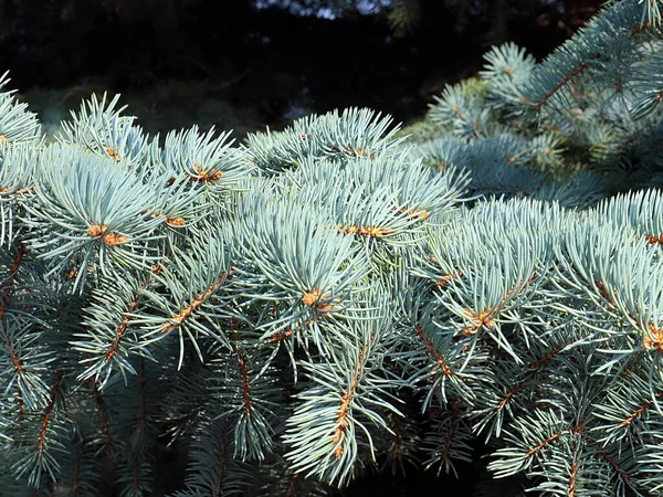 Hermosos Brotes Jóvenes Las Ramas Abeto Bosque Azul — Foto de Stock