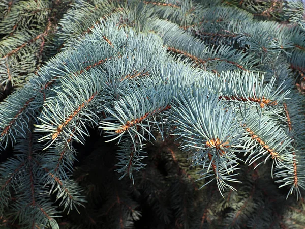 Beautiful Young Shoots Branches Blue Forest Spruce — Stock Photo, Image