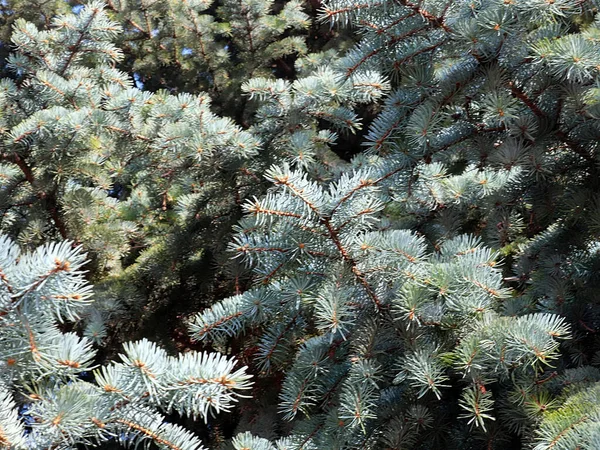 Schöne Junge Triebe Den Zweigen Einer Blauen Waldfichte — Stockfoto