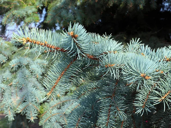 Beautiful Young Shoots Branches Blue Forest Spruce — Stock Photo, Image