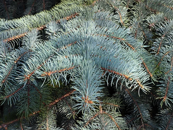 Hermosos Brotes Jóvenes Las Ramas Abeto Bosque Azul — Foto de Stock