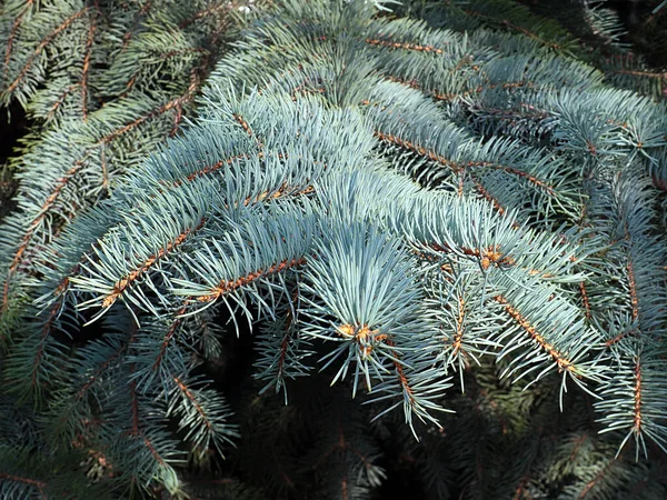 Bellissimi Giovani Germogli Sui Rami Abete Rosso Foresta Blu — Foto Stock