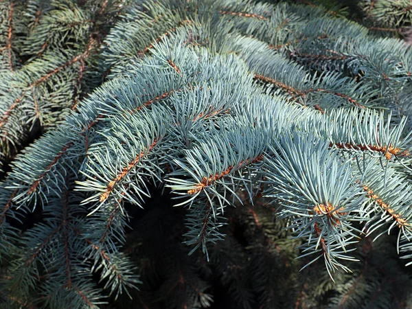 Hermosos Brotes Jóvenes Las Ramas Abeto Bosque Azul — Foto de Stock