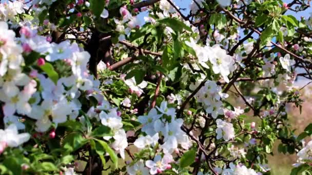 White Flowers Branches Fruit Tree Apple Spring — Stock Video