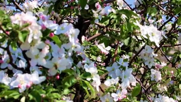 Białe Kwiaty Gałęziach Jabłoni Owocowej Wiosną — Wideo stockowe