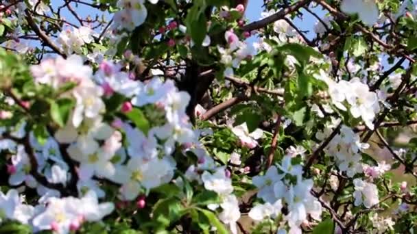 White Flowers Branches Fruit Tree Apple Spring — Stock Video