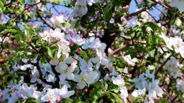 İlkbaharda meyve ağacının dallarında beyaz çiçekler