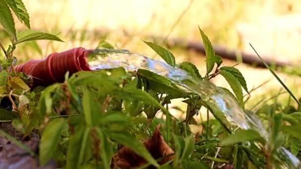 Una Gota Líquido Rojo Superficie Del Agua — Vídeos de Stock