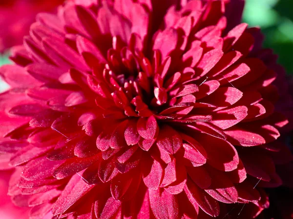 Красивый Красный Хризантема Цветок Украшение Праздника — стоковое фото