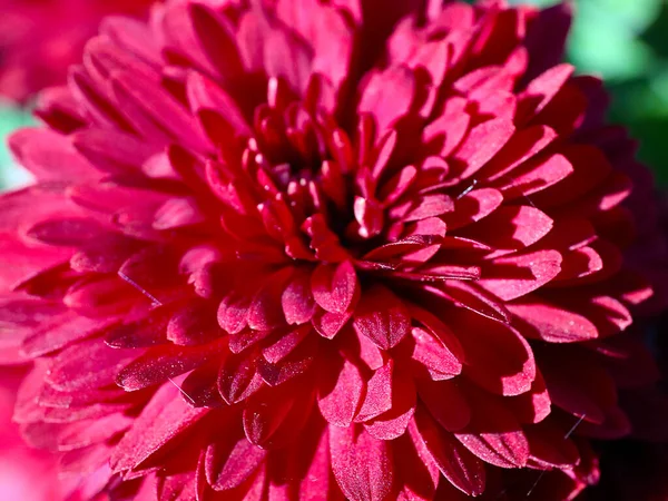 Bela Flor Crisântemo Vermelho Como Uma Decoração Feriado — Fotografia de Stock