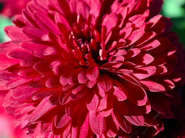 Hermosa Flor Crisantemo Rojo Como Decoración Las Vacaciones — Foto de Stock