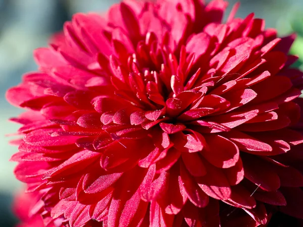 Bela Flor Crisântemo Vermelho Como Uma Decoração Feriado — Fotografia de Stock