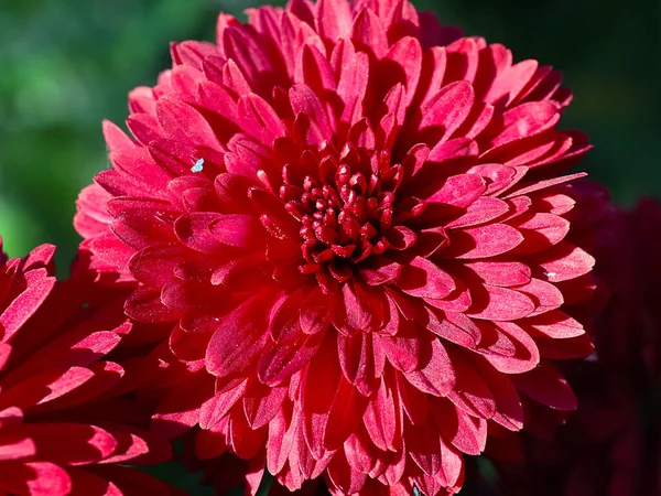 Krásná Červená Chryzantéma Květina Jako Dekorace Dovolenou — Stock fotografie