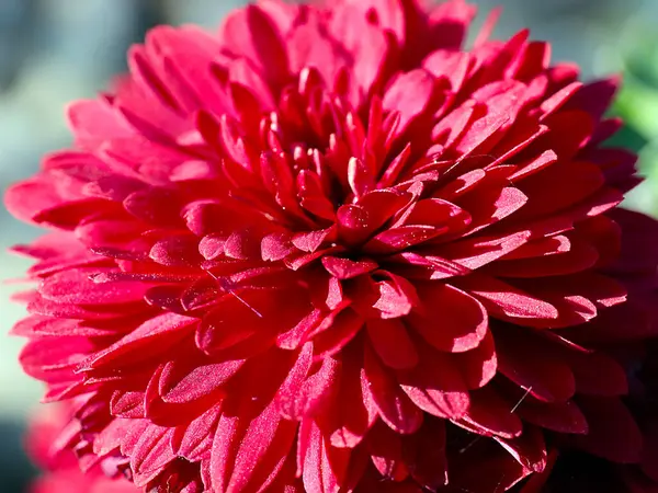 Bela Flor Crisântemo Vermelho Como Uma Decoração Feriado — Fotografia de Stock